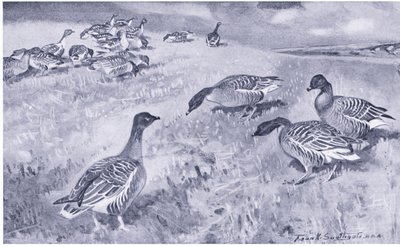 Pink Footed Geese Feeding by Frank Southgate